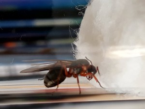 Gyne ?, [Formica sp.] Gyne en balade