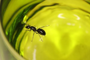 Petite spa à son arrivée pour se remettre du transport, [Blog] Les Camponotus foreli eaubonnaises