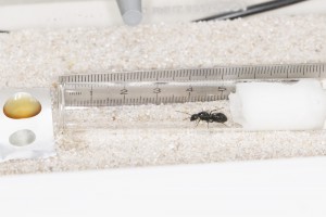 Petite collation de bienvenue à base de pseudo miellat, [Blog] Les Camponotus foreli eaubonnaises