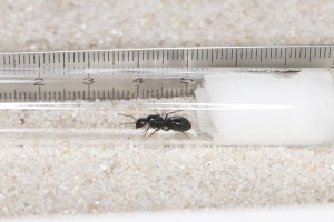 On prend les mensurations de la belle, [Blog] Les Camponotus foreli eaubonnaises