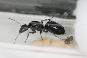 La fondation dans son nouveau tube, [Blog] Les Camponotus foreli eaubonnaises