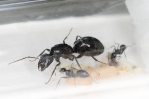Fondation de Camponotus foreli, [Q/R] Les Camponotus foreli eaubonnaises