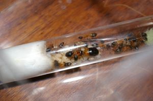 Vue générale du tube, [Blog] Camponotus festinatus