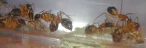 Sauterelle émondée, [Blog] Camponotus festinatus