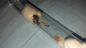 Photo 1., Les colonies d'Antho (Messor, Camponotus, Myrmica...)