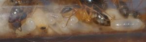 L'épaisseur du couvain, équivalente à celle de 2 cocons (la hauteur du tube est importante), [Blog] Camponotus festinatus