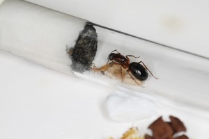 Fondation Camponotus pilicornis (gyne de 2017), Mes colonies et expérimentations