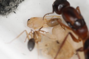 Une nymphe nue de Camponotus pilicornis, Mes colonies et expérimentations