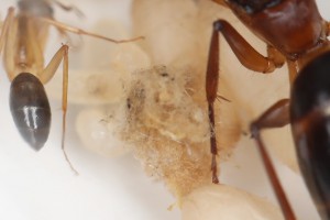 Boule cotonneuse bizarre, Mes colonies et expérimentations