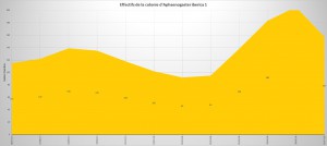 Évolution des effectifs d'Aphaenogaster iberica 1, [Blog] Les Aphaenogaster iberica eaubonnaises