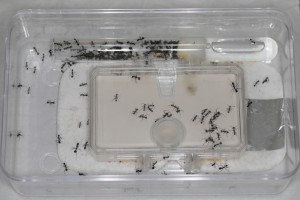 Boîte Ferrero Rocher fermée comme maison de mars à mai, [Blog] Les Aphaenogaster iberica eaubonnaises