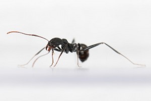 Ouvrière Aphaenogaster iberica, [Blog] Les Aphaenogaster iberica eaubonnaises