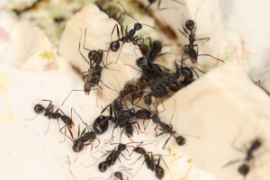La gyne avez sa cour, [Blog] Les Aphaenogaster iberica eaubonnaises