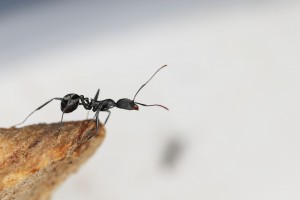 Ouvrière Aphaenogaster iberica, [Blog] Les Aphaenogaster iberica eaubonnaises