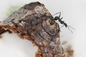 Ouvrière Aphaenogaster iberica, [Blog] Les Aphaenogaster iberica eaubonnaises