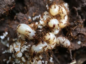 Larves super-majors Carabera, Les fourmis du Kerala (Inde)