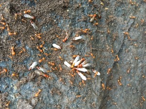 Sexués Solenopsis geminata, Les fourmis du Kerala (Inde)