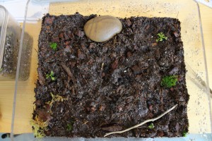 Terrarium avant emménagement, [Blog] Odontomachus bauri, Emery 1892