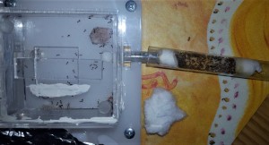 Le tube à essai., Les colonies d'Antho (Messor, Camponotus, Myrmica...)