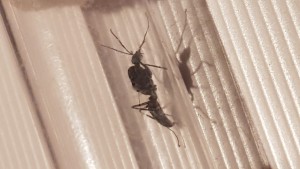 Photo 2, [Mâle] Gyne noire