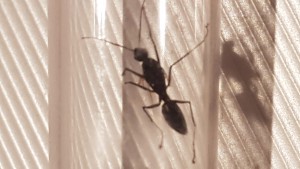Photo 3, [Mâle] Gyne noire