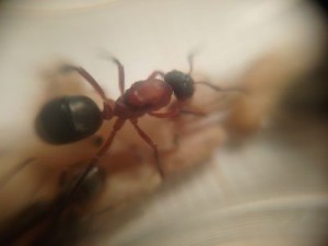 Corps complet, [Formica sp.] Gyne trouvée en forêt