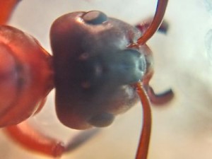 Tête macro, [Formica sp.] Gyne trouvée en forêt