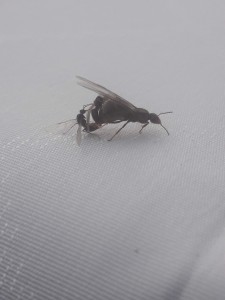 Accouplement, Vidéo accouplement Lasius