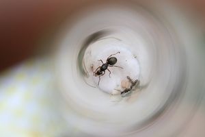 1ère Gygne, Ma 1ère Gygne en tube !