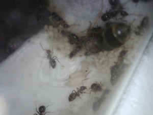 Couvain., Lasius emarginatus albinos ?