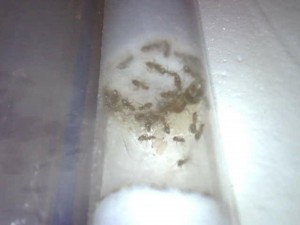 Ensemble., Lasius emarginatus albinos ?