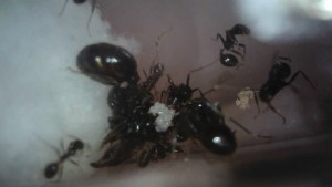 Fondation de Messor barbarus [2] s'occupant du couvain (11 avril 2018), [Blog] 4 colonies de Messor barbarus d'Hormigo