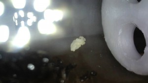 Fondation de Messor barbarus [2] : pain de fourmis (11 avril 2018), [Blog] 4 colonies de Messor barbarus d'Hormigo