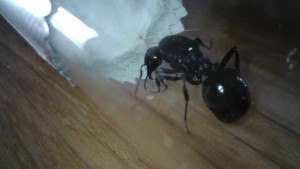 Fondation Messor barbarus [3] : gyne avec son premier couvain (11 avril 2018), [Blog] 4 colonies de Messor barbarus d'Hormigo