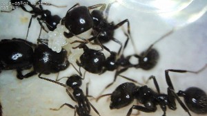 Fondation Messor barbarus [4] : belle grappe d'œufs et premières larves (1er mai 2018), [Blog] 4 colonies de Messor barbarus d'Hormigo