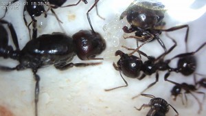 Fondation Messor barbarus [4] : gyne s'occupant de son couvain (1er mai 2018), [Blog] 4 colonies de Messor barbarus d'Hormigo