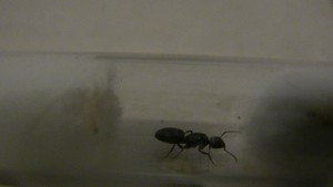 Gyne 1, [Camponotus sp., Lasius sp., Colobopsis truncatus] Identification de trois gynes.