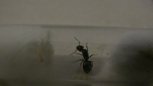 Gyne 1, [Camponotus sp., Lasius sp., Colobopsis truncatus] Identification de trois gynes.