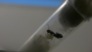 Gyne 1, [Camponotus sp., Lasius sp., Colobopsis truncatus] Identification de trois gynes.