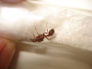 Myrmica sp?, Identification fourmi - Hautes Alpes