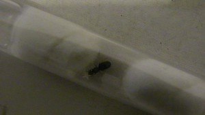 Gyne 2, [Camponotus sp., Lasius sp., Colobopsis truncatus] Identification de trois gynes.