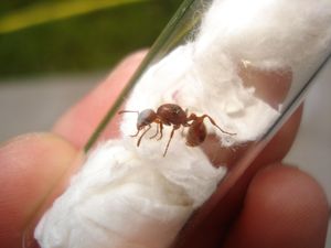 Myrmica sp?, Identification fourmi - Hautes Alpes