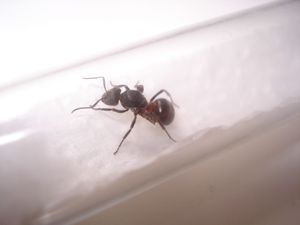 Formica sp, Identification fourmi - Hautes Alpes