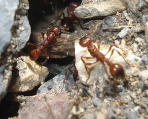 Fourmi 1, Identification fourmi - Hautes Alpes