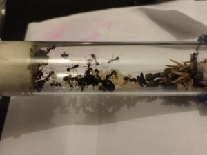 tube, Début de mortalité chez une jeune colonie de Messor