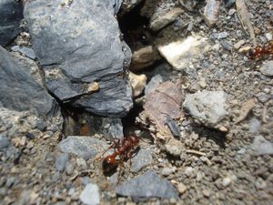 Fourmi 1, Identification fourmi - Hautes Alpes