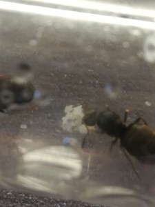 Couvain au bout de 6 jours, [Lasius sp.] Gyne apparue miraculeusement