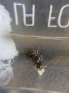 Photo 1, [Lasius sp.] Gynes trouvées en milieu urbain