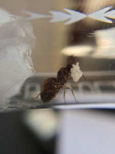 Photo 2, [Lasius sp.] Gynes trouvées en milieu urbain