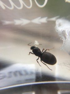 Photo 4, [Lasius sp.] Gynes trouvées en milieu urbain